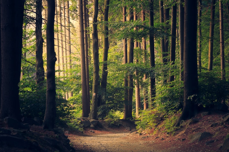 Forest sunlight